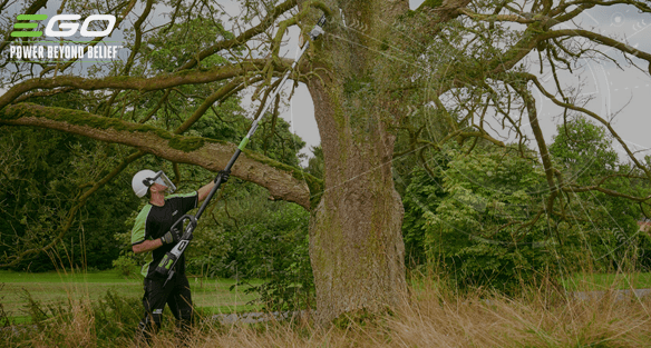 Why a cordless pole saw is the safest way to prune high branches